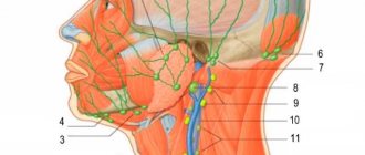 Где находятся подчелюстные лимфоузлы у женщин расположение фото